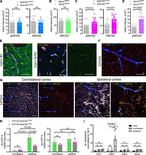 Endothelial S1P1 Signaling Counteracts Infarct Expansion In Ischemic