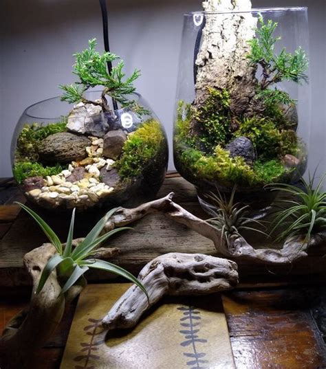 Pin Em Terrarium Decora O Musgo Ideias De Terr Rio Terr Rio