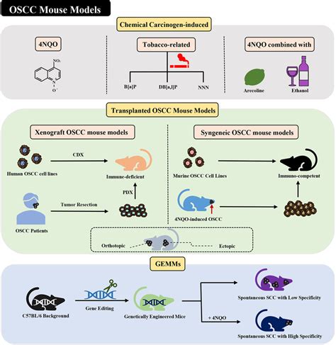 Current Mouse Models Of OSCC Various Methods Of Establishing OSCC