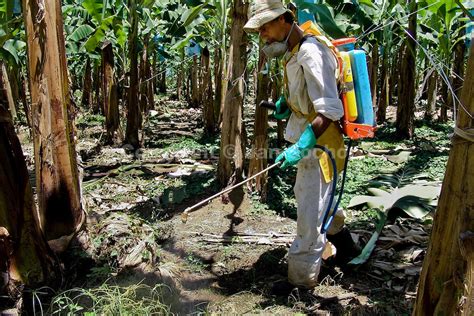 Banana Industry In The Caribbean Jan Sochor Photography Archive