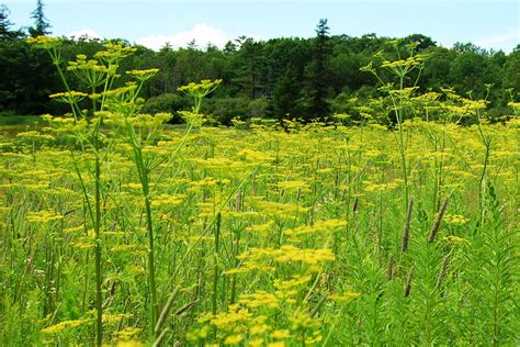 Wild Parsnip: Identification and Control - DR's Country Life Blog