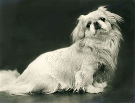 Items Similar To White Pekingese Dog Instant Digital Download Photo