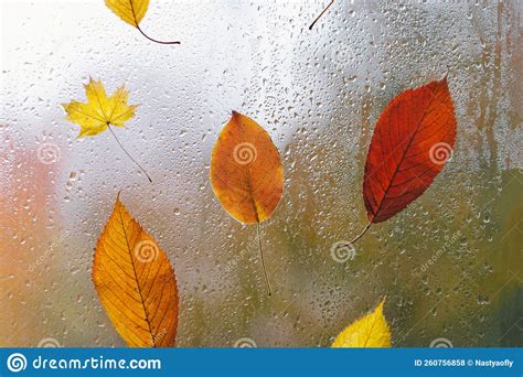 Autumn Leaves Stuck To The Window That Gets Wet From Rain Drops Cozy