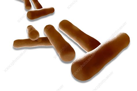 Bacteria Artwork Stock Image C0123778 Science Photo Library
