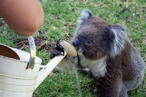 Drinking koalas (21 pics) - Izismile.com