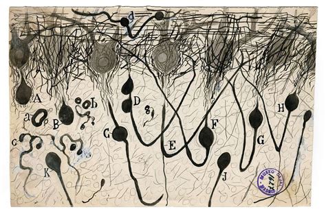 Santiago Ramon Y Cajal Nerve Cells In The Brain PICRYL Public