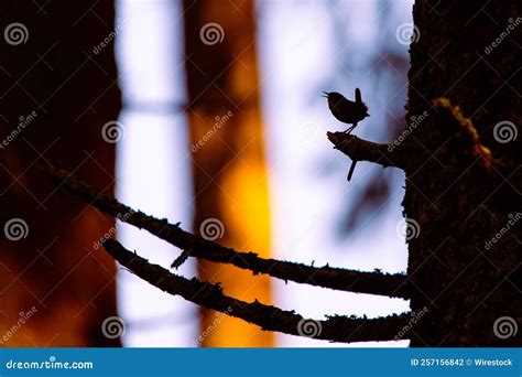 Silhouette Shot Of A Eurasian Wren Bird Perched On A Tree Branch In A