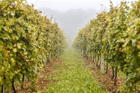 Vinograd