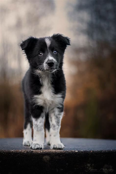 14 Reasons Border Collies Are The Worst Indoor Dog Breed Of All Time