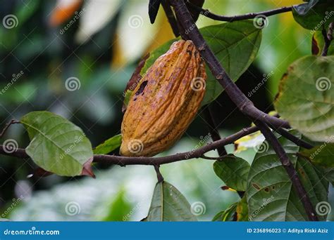 Cacao Fruit Theobroma Cacao Cocoa Coklat Its Seeds Cocoa Beans Are