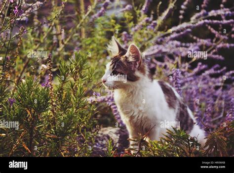 Cute Little Two Coloured Kitten In Purple Flowers Stock Photo Alamy