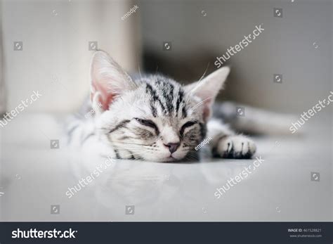 Lazy Cat, Sleeping Cat Stock Photo 461528821 : Shutterstock