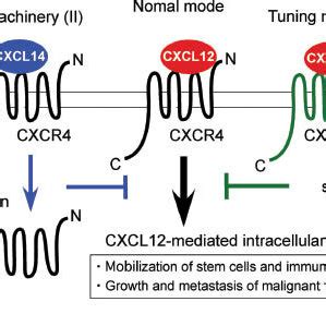 Proposed Mechanism Of Cxcl Mediated Inhibition Of The Cxcl Cxcr