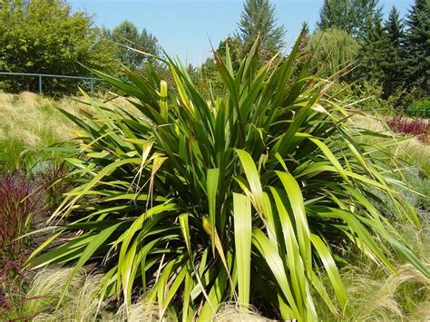 Mountain Flax Phormium Cookianum