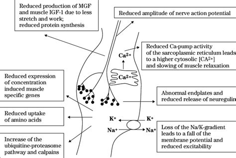 Causes Of The Loss Of Skeletal Muscle Contractility And Mass In