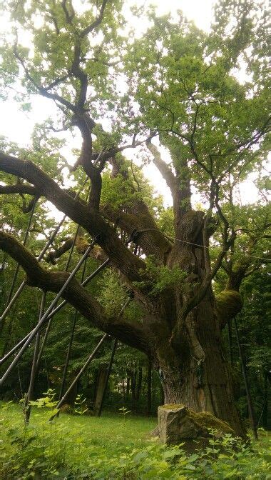 Zagnańsk Dąb Bartek 700 1000 lat Kielce Polska Tree Plants