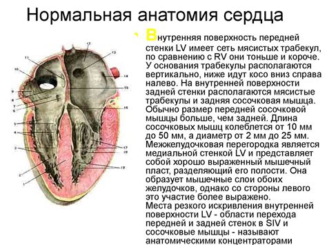 Сердечно-сосудистая система - online presentation