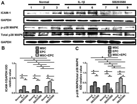 A Western Blot Analysis Of Icam 1 Gapdh P P38 Mapk And Total P38