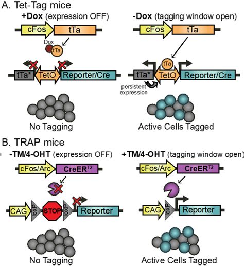 Figure 3 from A neuroscientist’s guide to transgenic mice and other ... 