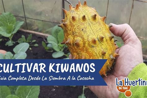 Guía completa para el cultivo exitoso de kiwano consejos técnicas y