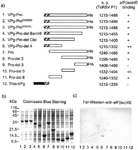 Definition Of The Domains In Torsv Vpg Pro Involved In The Interaction