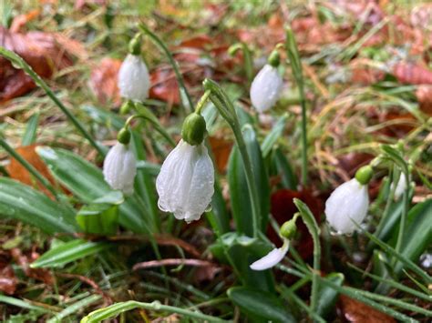 Galanthus plicatus ‘Augustus’ – Morlas Plants