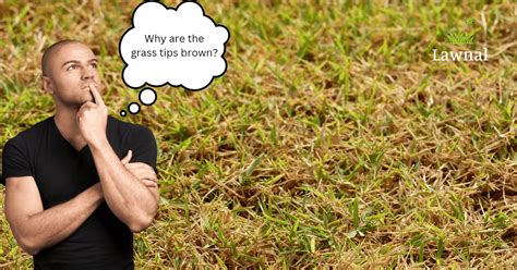 Brown Grass Tips Common Causes Possible Fixes Lawnal