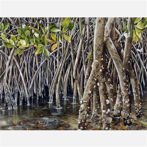 Red Mangrove Prop Roots Drawnbydawn