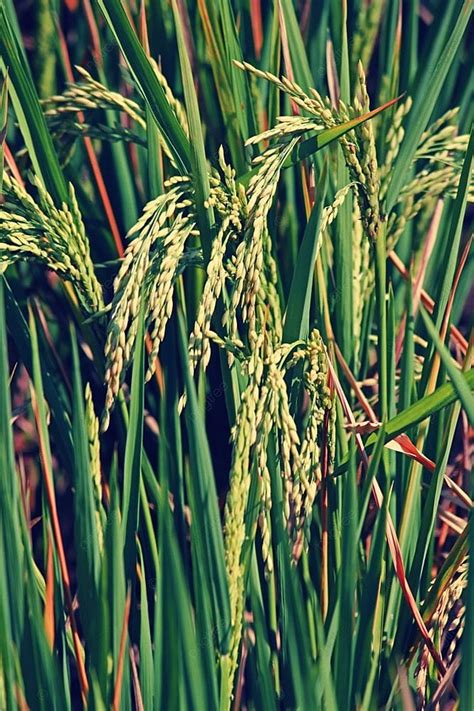 Rice Is The Seed Of The Monocot Plants Oryza Sativa Asian Rice Or Oryza