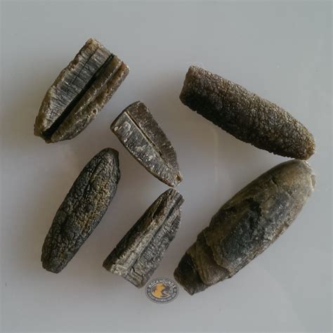 Belemnite Fossil From Qld Rockhoundz