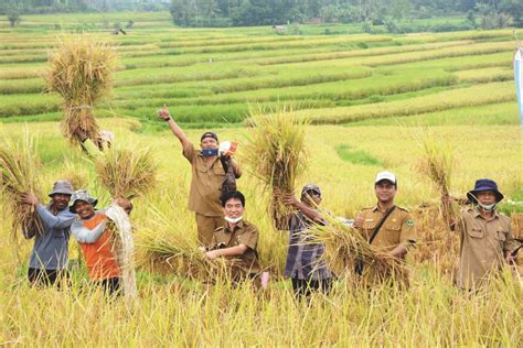 Cara Meningkatkan Hasil Panen Dengan Budidaya Tanaman Dgw