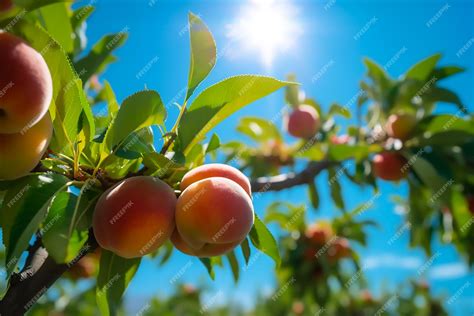 Premium Ai Image Fresh Apple Pluck On The Tree Low Angle Shoot Blue Sky