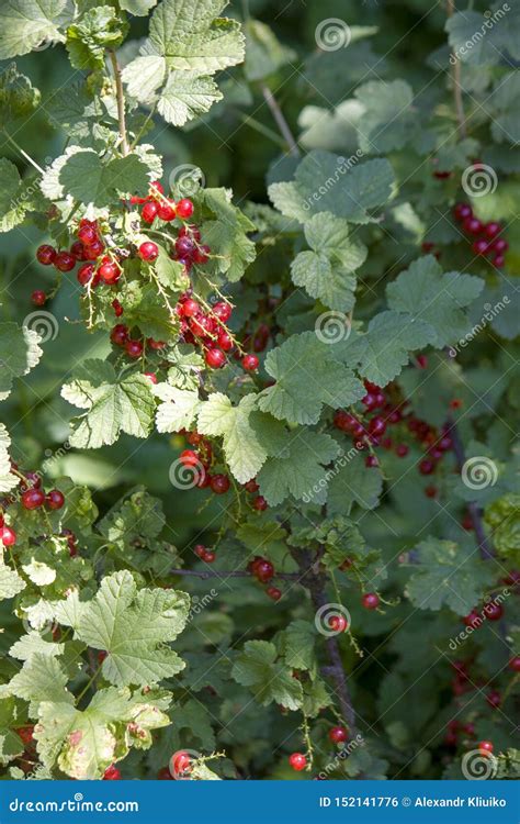 Background Of Red Currant Ripe Red Currants Close Up As Background