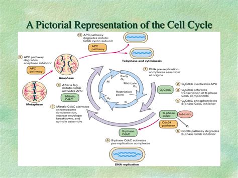 PPT Chapter 21 Regulation Of The Eukaryotic Cell Cycle PowerPoint