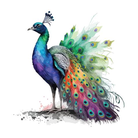 Premium Vector Watercolor Colorful Peacock Vector Design