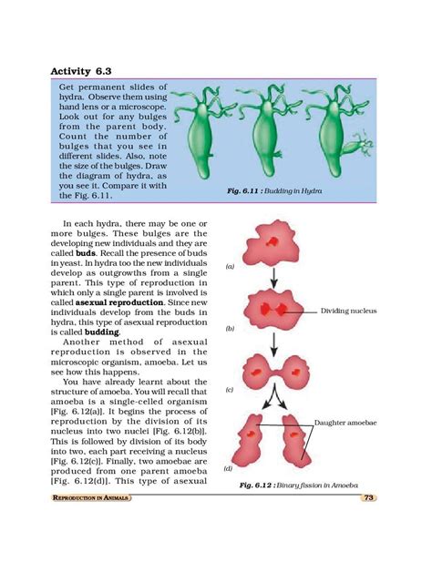 Ncert Book Class 8 Science Chapter 6 Reproduction In Animals 2024 25