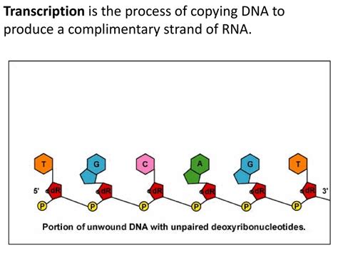 Transcription Ppt Download