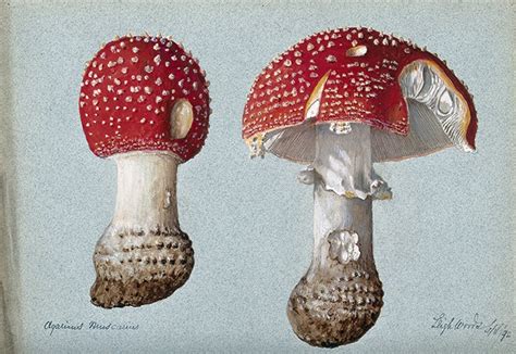 Amanita Muscaria Mushroom A Trippy Guide Doubleblind Mag