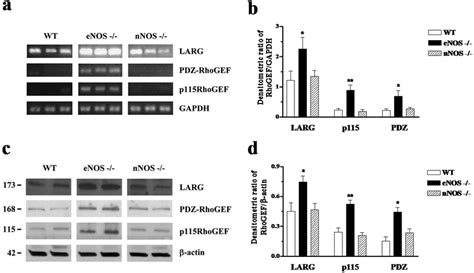 Mrna And Protein Expression Of P Rhogef Pdz Rhogef And Larg In Cc