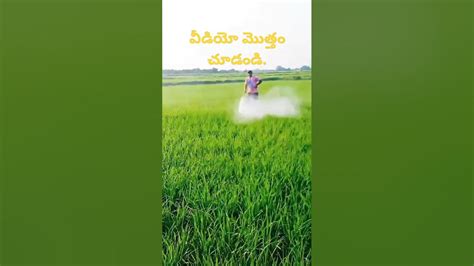 Raithu Farming రైతు రైతు బిడ్డ Viral Shorts Trending Youtube