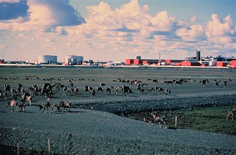 File:Prudhoe Bay w Caribou FWS.jpg - Wikimedia Commons