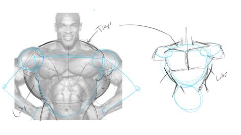 How To Draw Comic Anatomy Toughbush Tynanmarketing