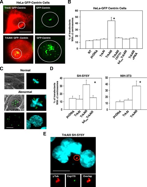 Trkaiii Induces Centrosome Amplification A Indirect If Demonstrating