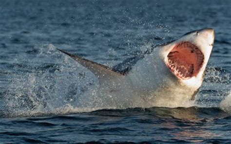 Tiburon Blanco Características Hábitat Reproducción Y Su Tamaño