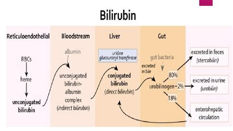 Liver Function Bilirubin Fractions Of Bilirubin In Serum