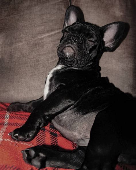 Draw Me Like One Of Your Frenchies Titanic Naturaldogcompany