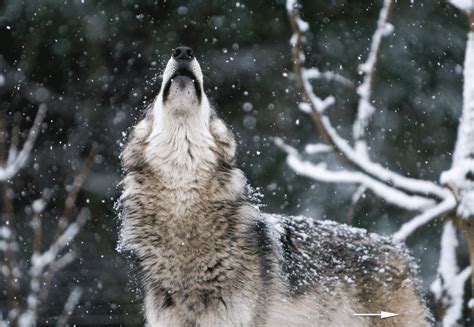 Oregon Wolves Sink Your Fangs Into 9 Graphics That Explore Where They