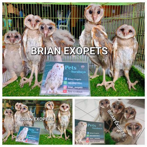 Jual Tyto Alba Anakan Barn Owl Serak Jawa Baby Burung Hantu Jinak Kab