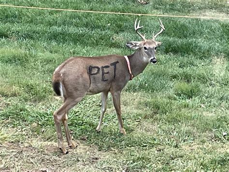 Cervo Con Un Collare Al Collo E La Scritta Pet Addosso Trovato In