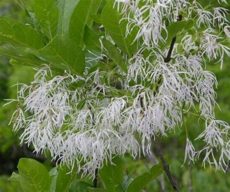 5 Pc Seeds Chionanthus Virginicus Plant Fringe Tree Seeds For Planting Rk Other Plants